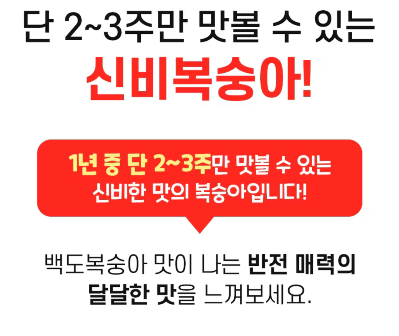 프리오더 - 25년 첫 수확! 프리미엄 신비복숭아 1.5kg 로얄과 온리 (6/18수확 -> 19 싱도착)