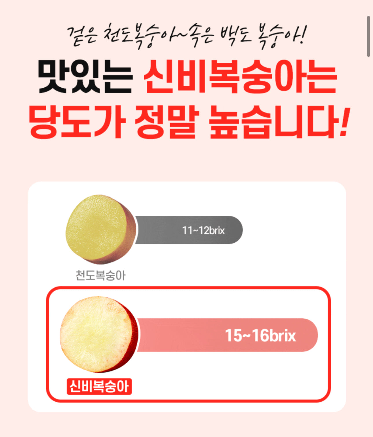 프리오더 - 25년 첫 수확! 프리미엄 신비복숭아 1.5kg 로얄과 온리 (6/18수확 -> 19 싱도착)