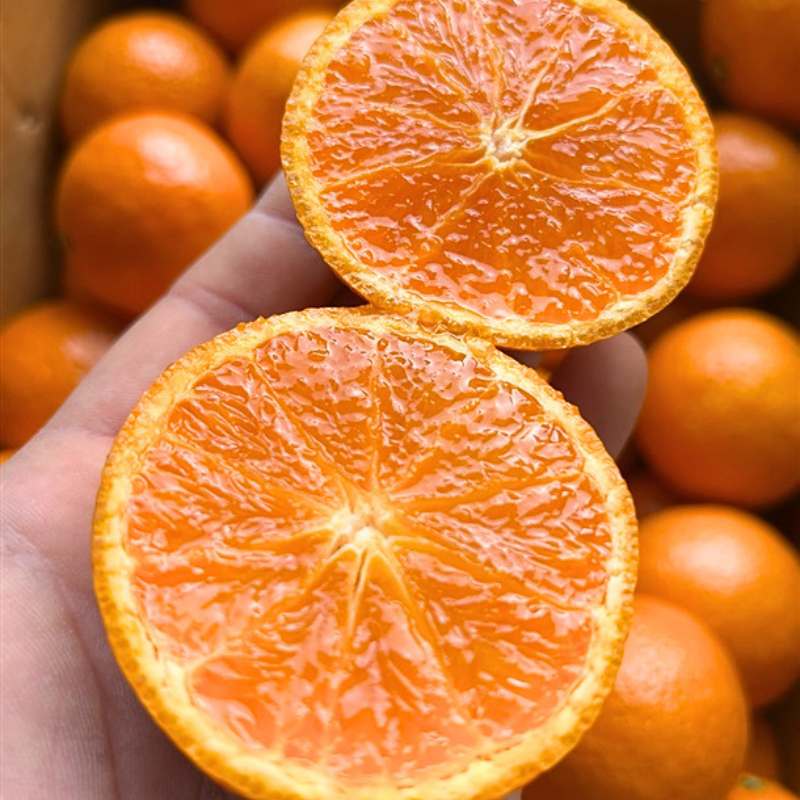 [제주산지] 이번주만! 제주 카라향 3kg (15~20과) | Korean Jeju Kara Orange Sweet Citrus Singapore Delivery