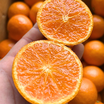 [제주산지] 이번주만! 제주 카라향 3kg (15~20과) | Korean Jeju Kara Orange Sweet Citrus Singapore Delivery