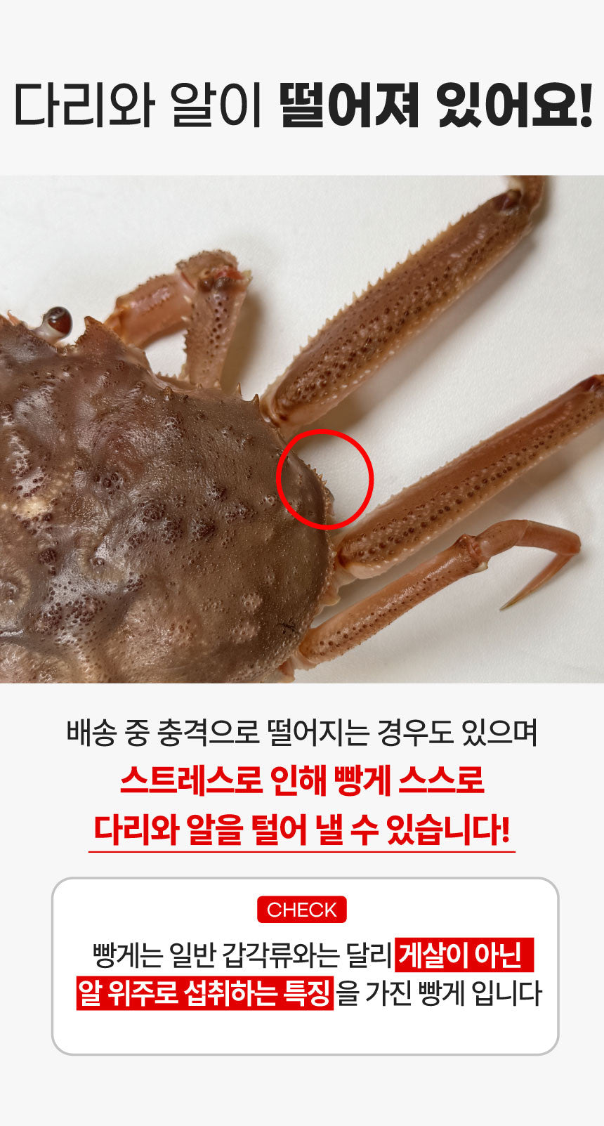 [강릉직송] 알배기 빵게 소량입고 되었어요!!