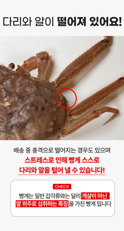 [강릉직송] 알배기 빵게 소량입고 되었어요!!
