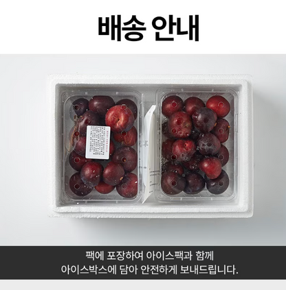 곧 만날 수 없는 여름 한정, 정신체리GO 먹어보자 체리자두 1.2kg