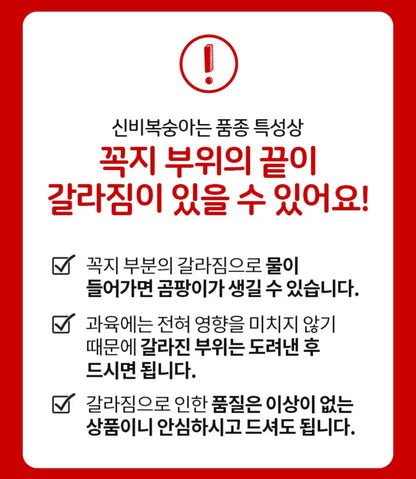 프리오더 - 25년 첫 수확! 프리미엄 신비복숭아 1.5kg 로얄과 온리 (6/18수확 -> 19 싱도착)