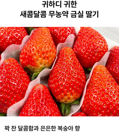 프리오더 할인가! (28일도착) 무농약 금실딸기 프리미엄 대 (480g 부담없는 양)