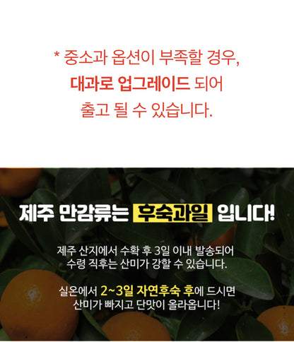 🍊제주직송 한라봉 납시오 3kg ( 15Brix ) Jeju Hanrabong 3kg