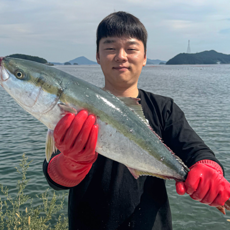 [산지직송] 맛보장 ! 제철 방어필렛 손질방어회 소방어 자연산 회 450g [원산지:국산 ]