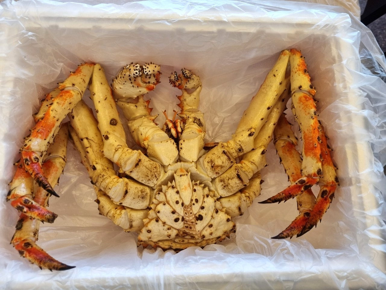 블루 킹크랩 1kg 수율 80% 이상 | 자숙Korean Premium Blue King Crab High Meat Yield Singapore Delivery