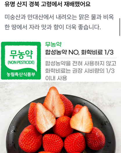 프리오더 할인가! (28일도착) 무농약 금실딸기 프리미엄 대 (480g 부담없는 양)