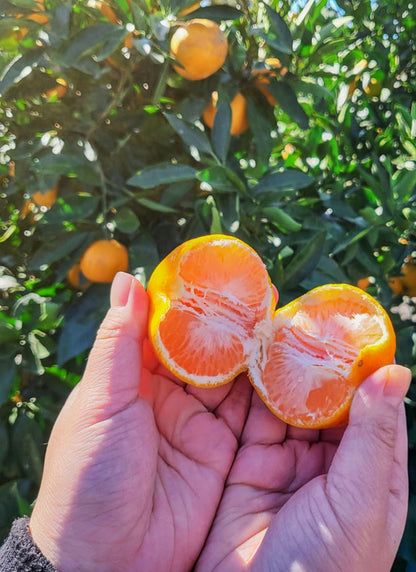 [산지직송] 새콤달콤 제주감귤 1kg