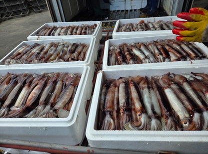 [산지직송] 국내산 급냉 통찜 초코 오징어 1kg