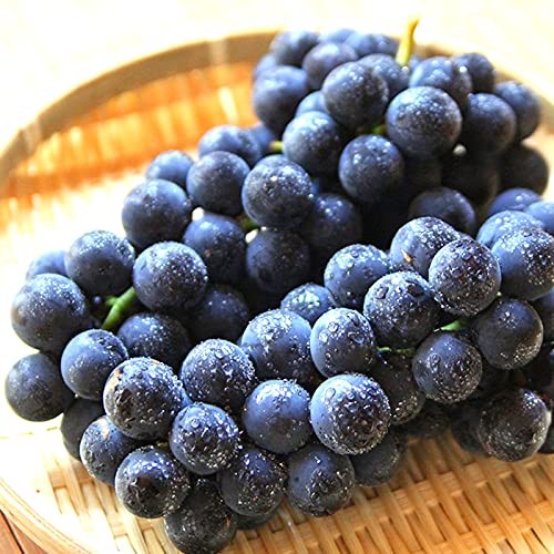 [산지직송] 포도의 정석, 캠벨포도 1kg