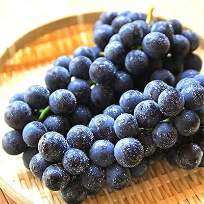 [산지직송] 포도의 정석, 캠벨포도 1kg
