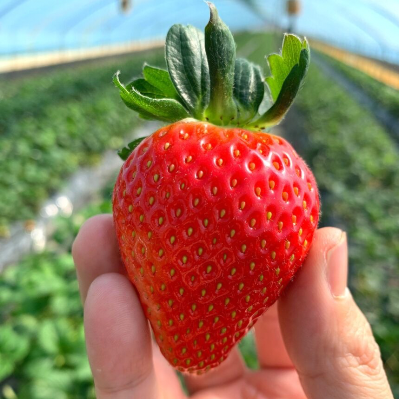 떳다 죽향 프리미엄급 딸기 500g 1팩