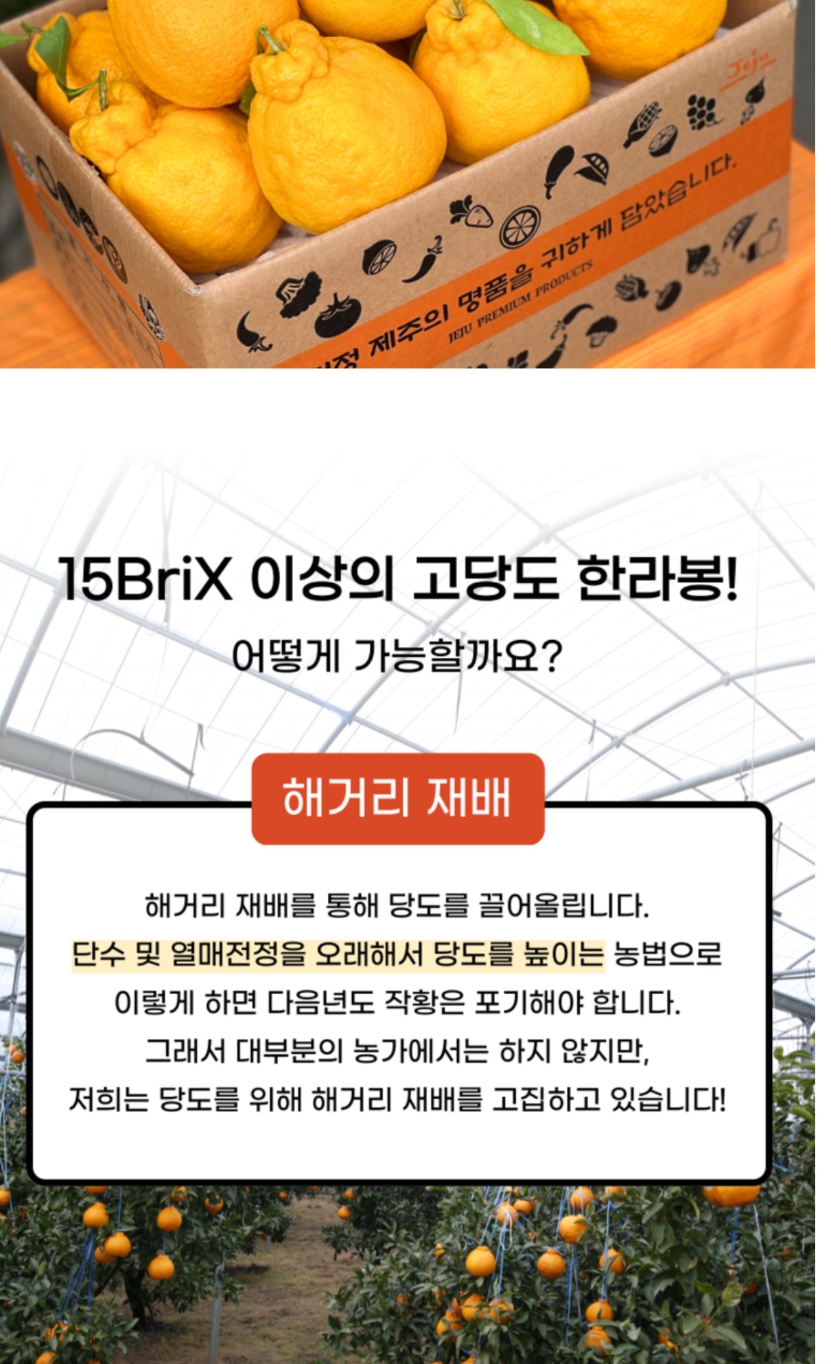 🍊제주직송 한라봉 납시오 3kg ( 15Brix ) Jeju Hanrabong 3kg