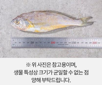 [특굴비] 법성포 영광굴비 무려 20마리 특 사이즈 | Korean Premium Dried Yellow Corvina Salted Fish Gift Set Singapore Delivery