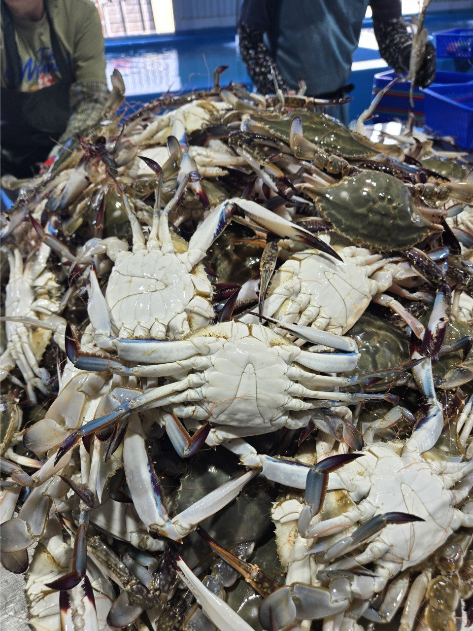 [수율보장] 제철 활 숫꽃게 1kg