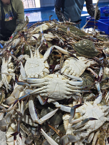 [수율보장] 제철 활 숫꽃게 1kg