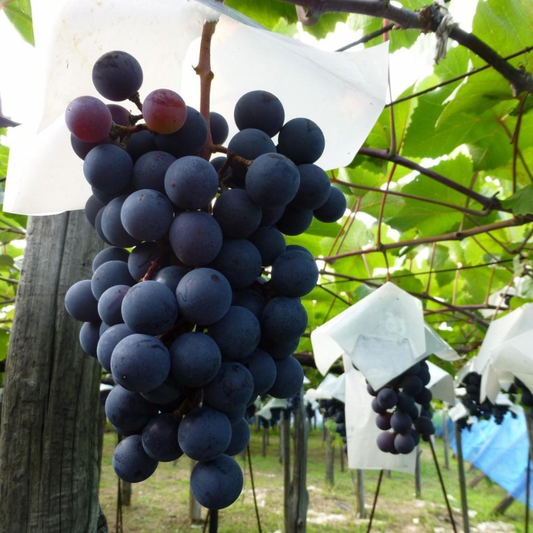 [산지직송] 포도의 정석, 캠벨포도 1kg