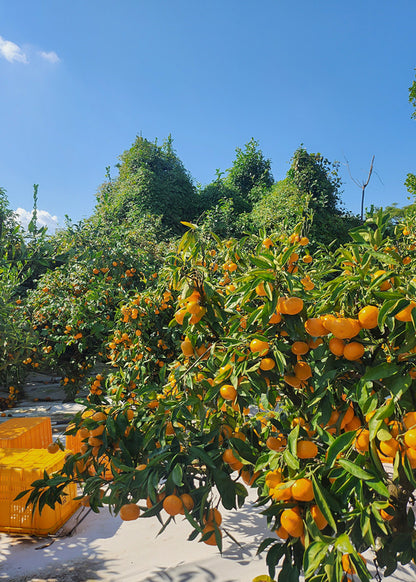 [산지직송] 새콤달콤 제주감귤 1kg