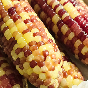 남녀노소 인기! 냉동 홍찰옥수수 10개입 !(10~12cm)하나에 $4.5!!