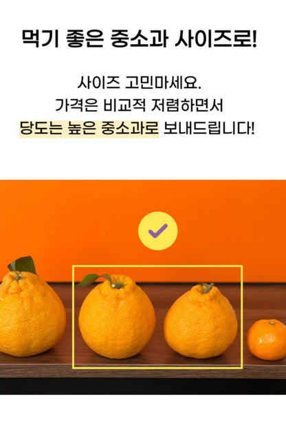 🍊제주직송 한라봉 납시오 3kg ( 15Brix ) Jeju Hanrabong 3kg