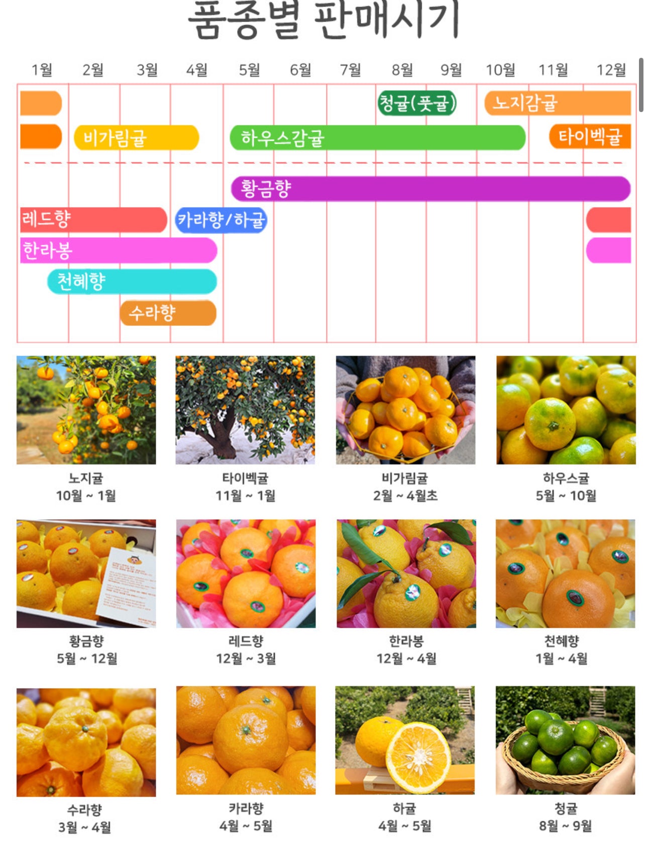 [산지직송] 새콤달콤 제주감귤 1kg