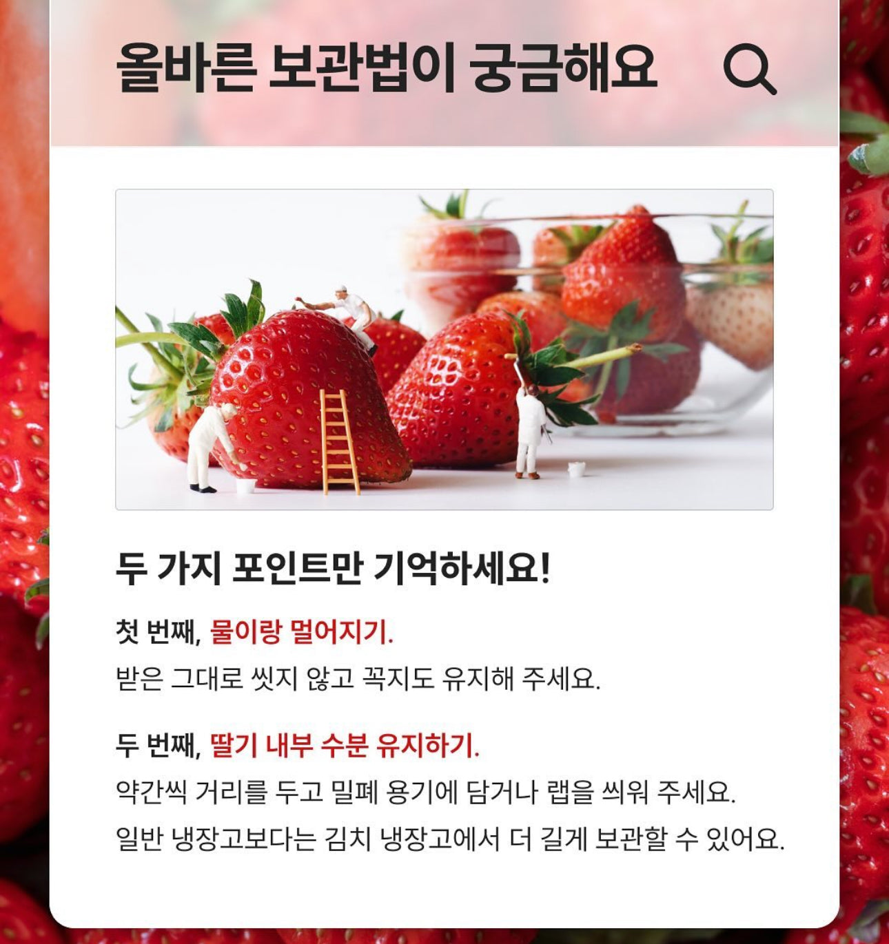 떳다 죽향 프리미엄급 딸기 500g 1팩