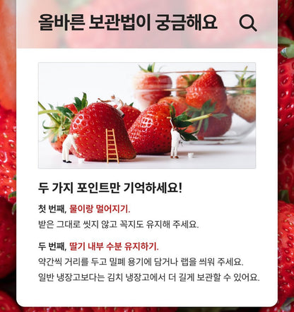 떳다 죽향 프리미엄급 딸기 500g 1팩