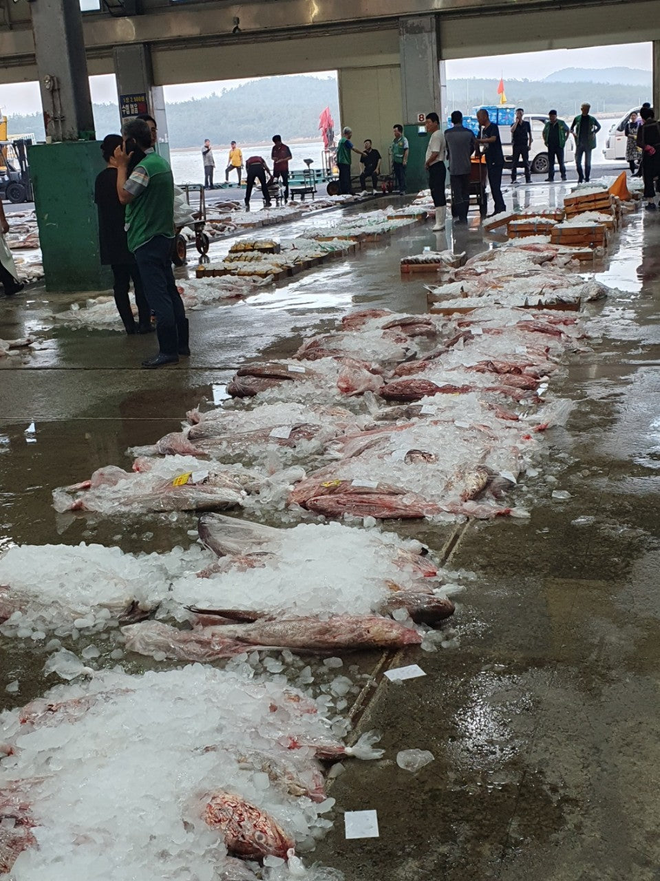 [산지직송] 젓가락만 준비해요!! 민어회 풀세트