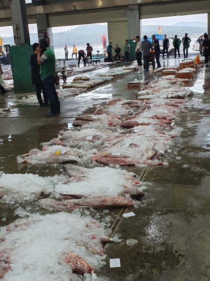 [산지직송] 젓가락만 준비해요!! 민어회 풀세트