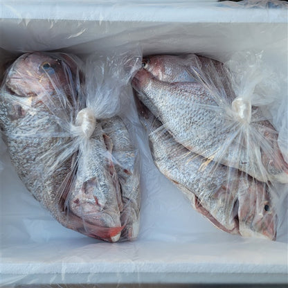 [산지직송] 자연산 손질 참돔! 딱 하루만 2미 26cm - 31cm