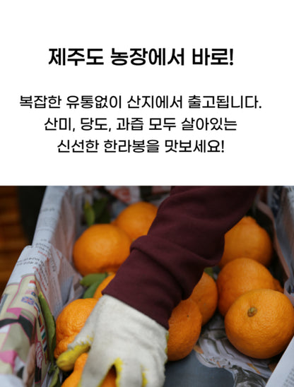 🍊제주직송 한라봉 납시오 3kg ( 15Brix ) Jeju Hanrabong 3kg