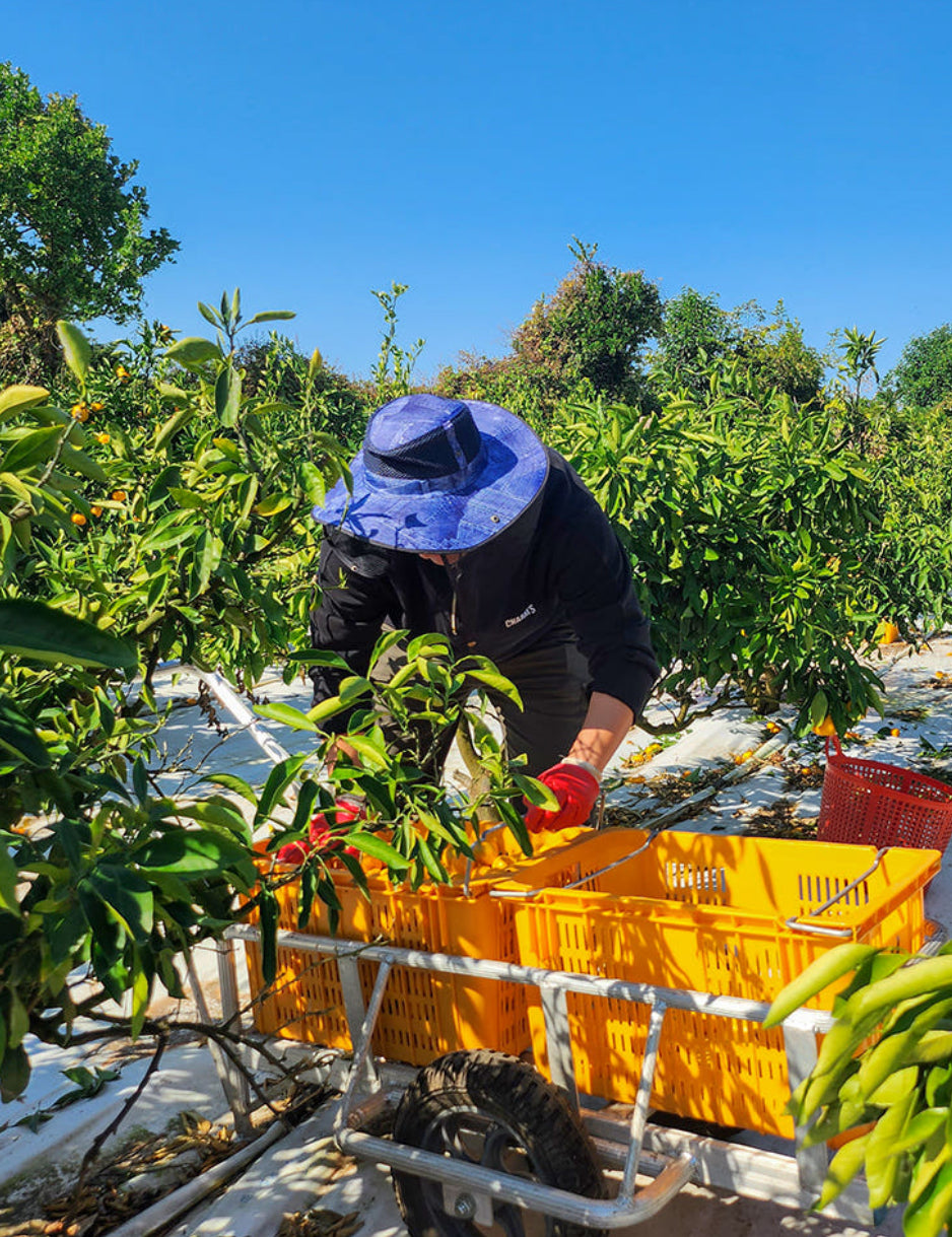 [산지직송] 새콤달콤 제주감귤 1kg