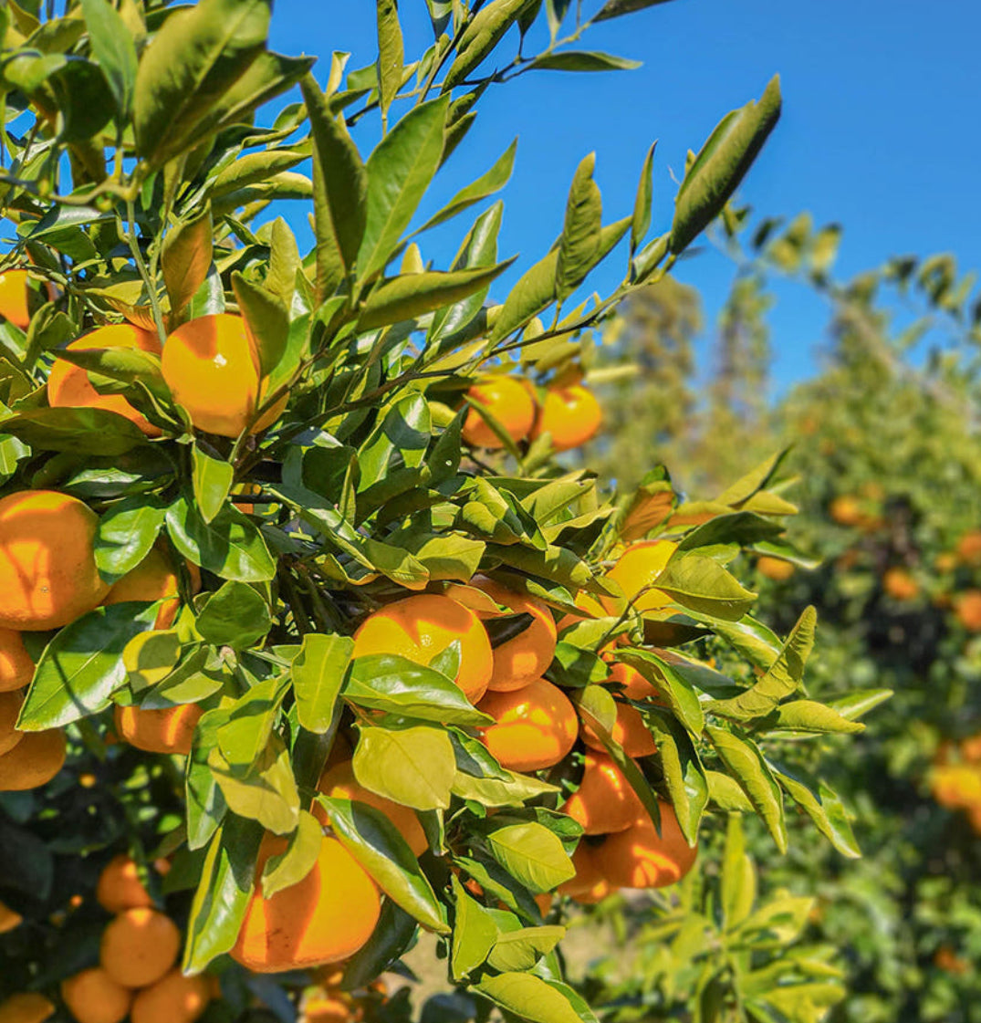 [산지직송] 새콤달콤 제주감귤 1kg