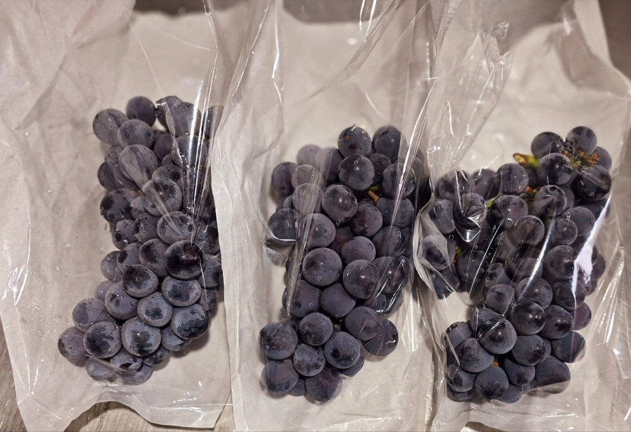 [산지직송] 포도의 정석, 캠벨포도 1kg