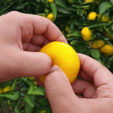 [산지직송] 새콤달콤 제주감귤 1kg